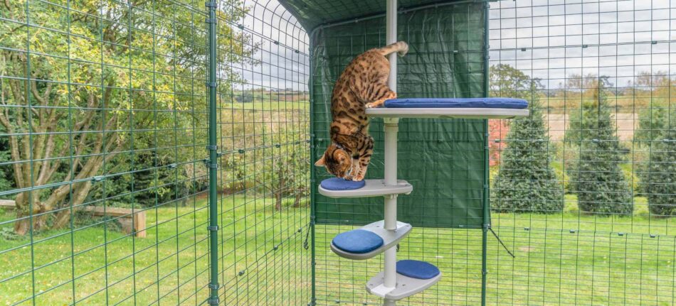 Cat playing on Omlet Freestyle Outdoor Cat Tree in Omlet Catio