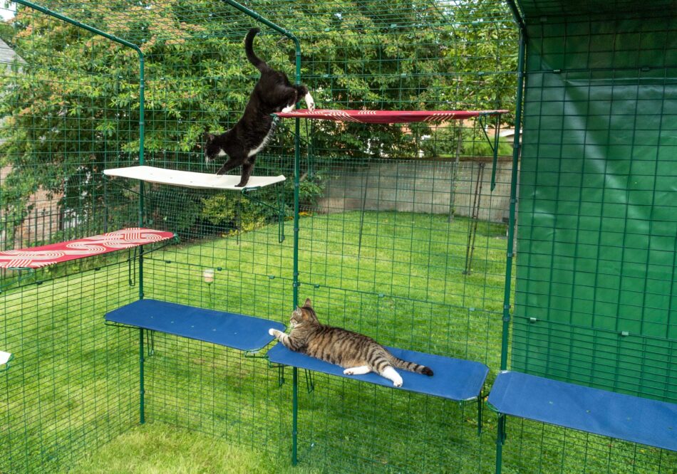 Gatti che si rilassano in un Catio di Omlet utilizzando delle piattaforme di Omlet