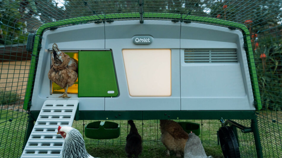 Chickens going into the Omlet Eglu Pro with the Smart Autodoor