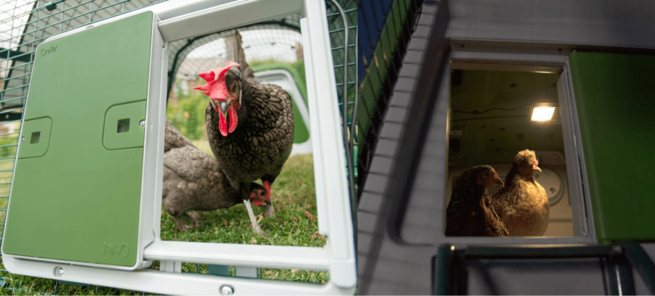 Collage van Omlet Autodoor automatische kippenhokdeur - van dag tot nacht