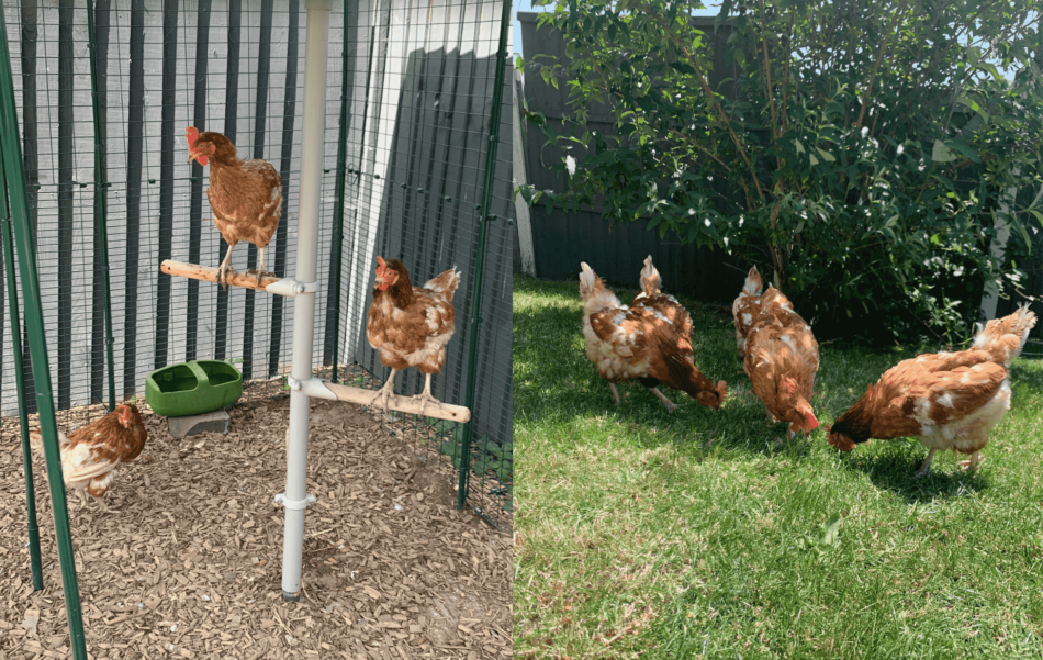 Ex battery hens using Omlet PoleTree Customisable Chicken Perch