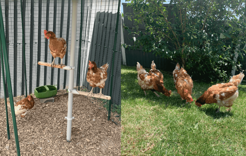 Create the perfect setup for ex-battery hens - Omlet Blog UK