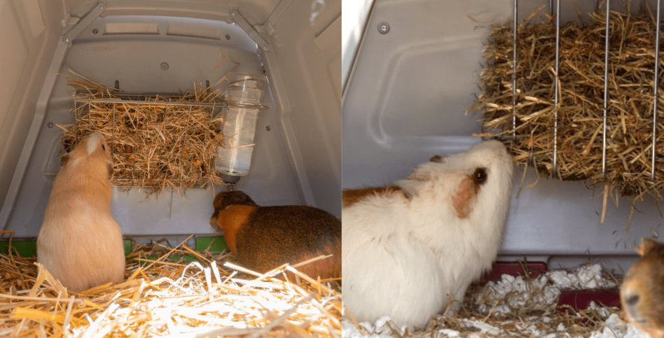 Guinea pig in Omlet Eglu Go Guinea Pig Hutch eating hay