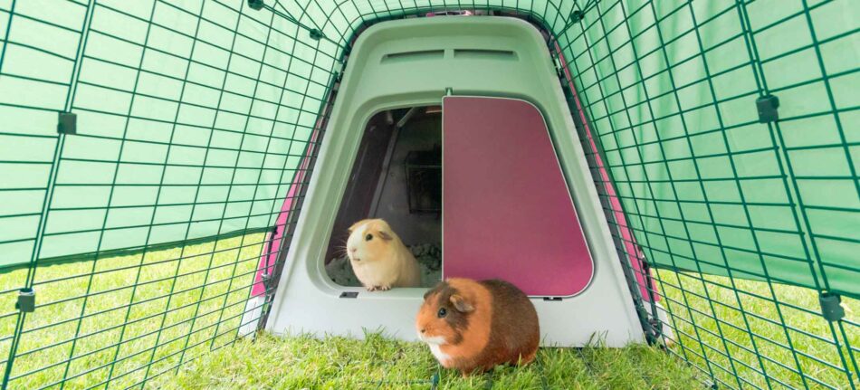 Guinea pigs keeping warm in their Omlet Eglu Go Hutch with Run, covered by weather protection