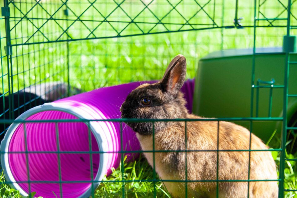 Rabbit outside in garden with Omlet Rabbit Play Tunnel with Connector Rings