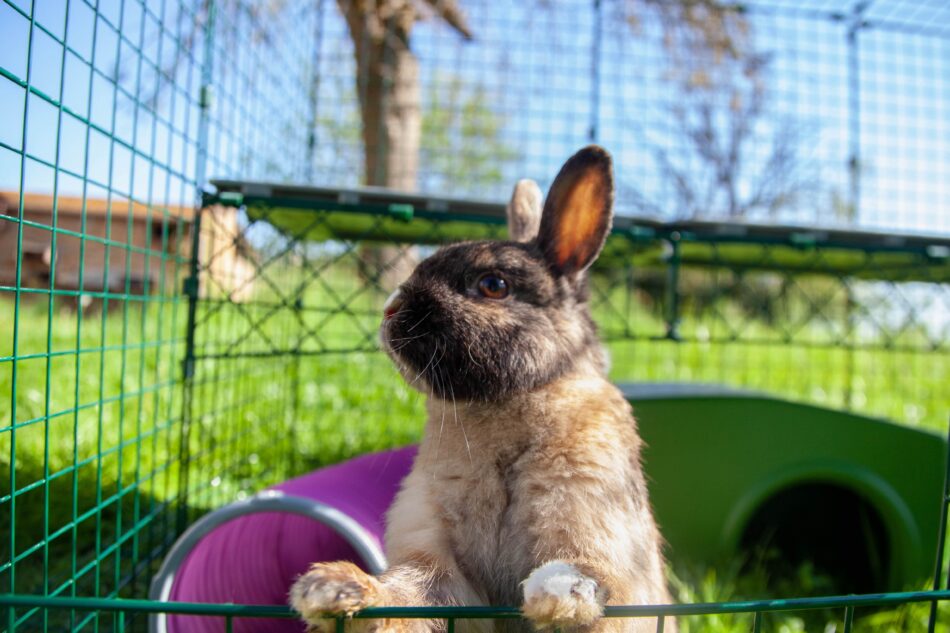 Rabbit using Omlet Outdoor Rabbit Run