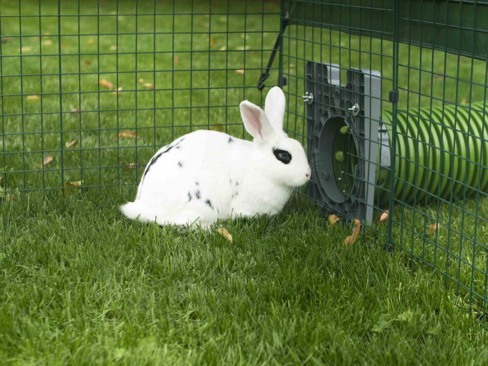 Wit konijn gebruikt Omlet Zippi tunnelsysteem voor konijnen