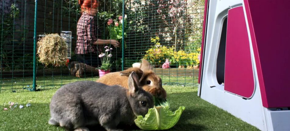 Woman outside gardening with rabbits in their Omlet Outdoor Rabbit Run