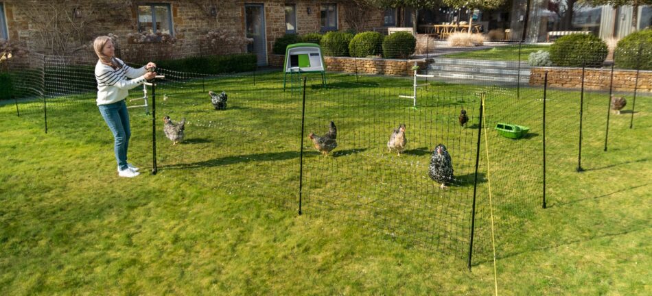 Chicken Fencing vs Chicken Wire - Omlet Blog US