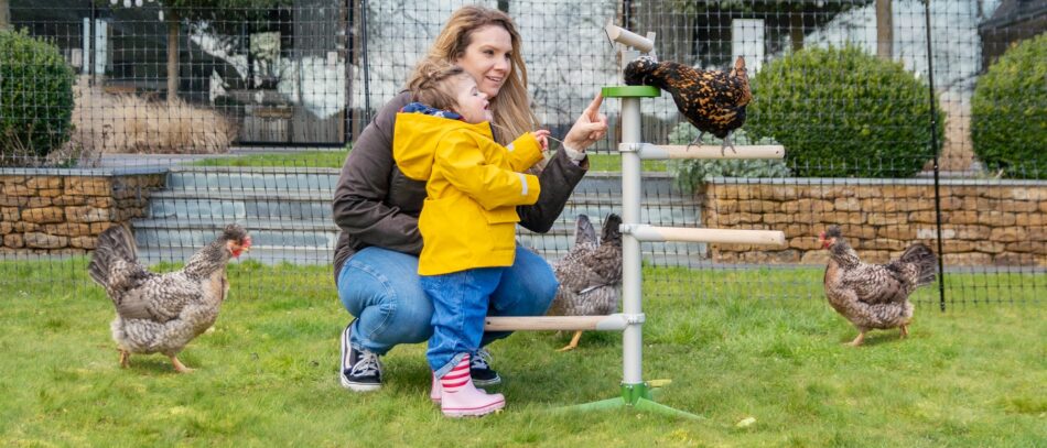 Kippengaas en afrastering voor kippen hebben hun eigen voordelen om uw kippen een fijne plek te geven om in rond te scharrelen