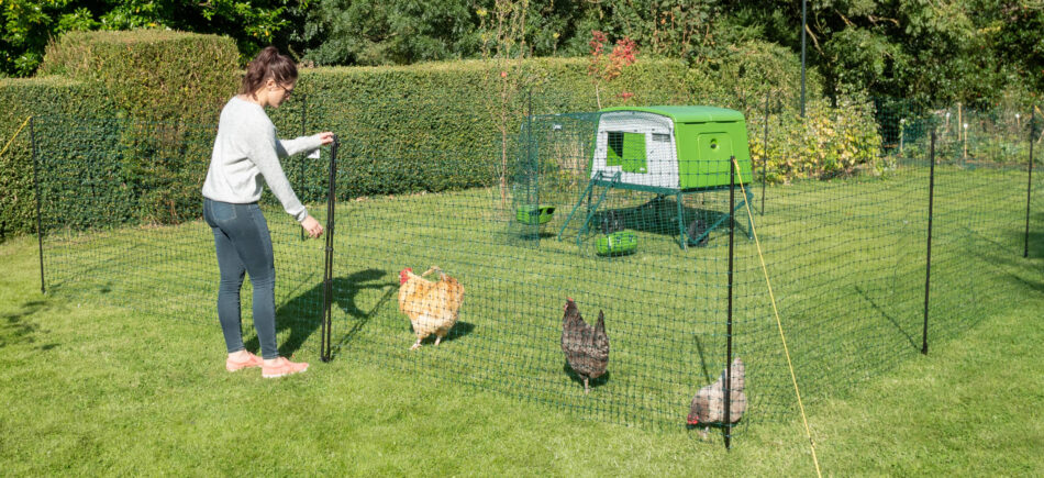 Chicken keeper tending to chickens with Omlet's chicken fencing and Eglu Cube chicken coop