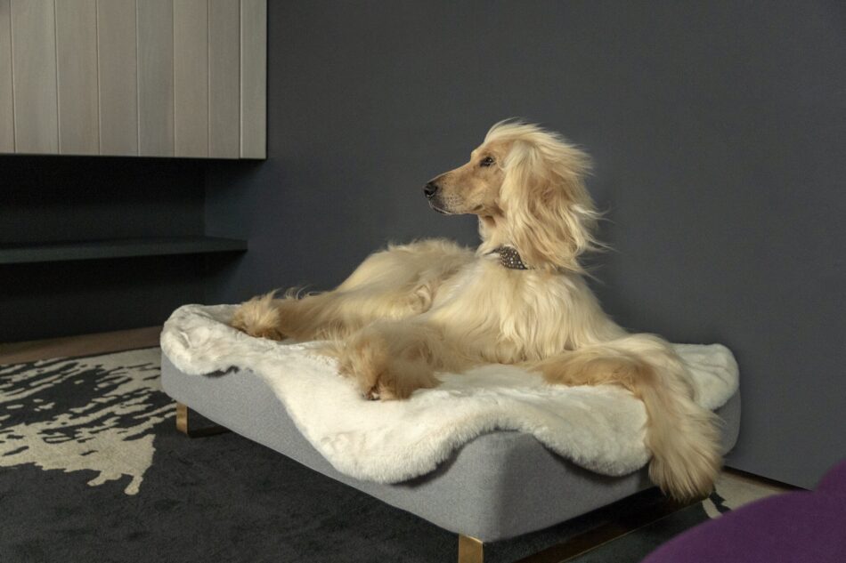 Afghan Hound dog on Omlet Topology dog bed with its log hair flowing