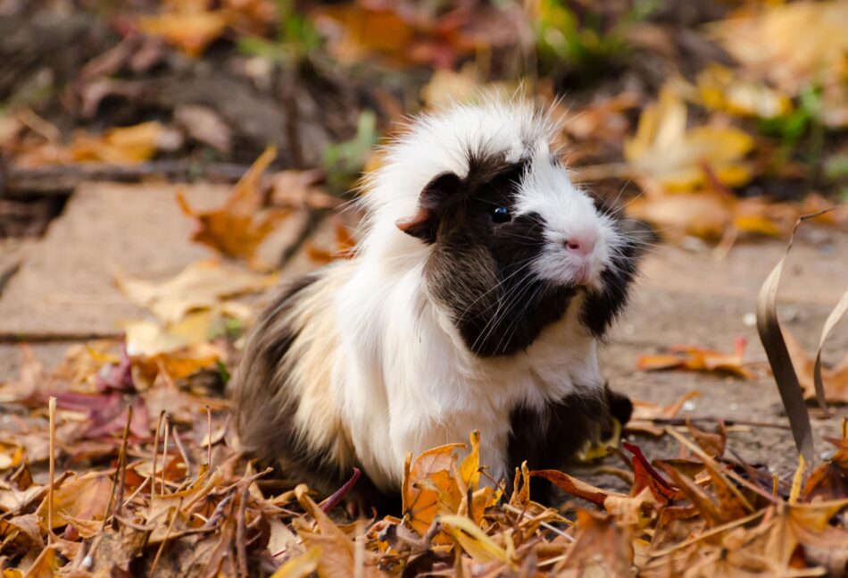 Black and white long-haired guinea pig in autumnal leaves