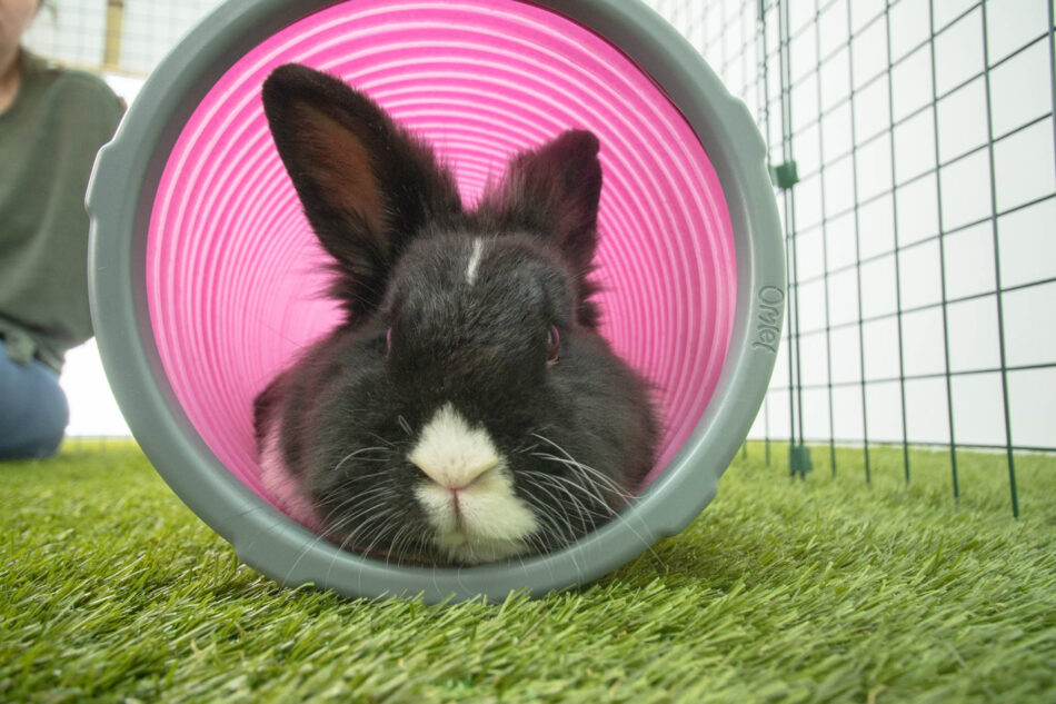 Black and white rabbit using Omlet Zippi Rabbit Play Tunnel