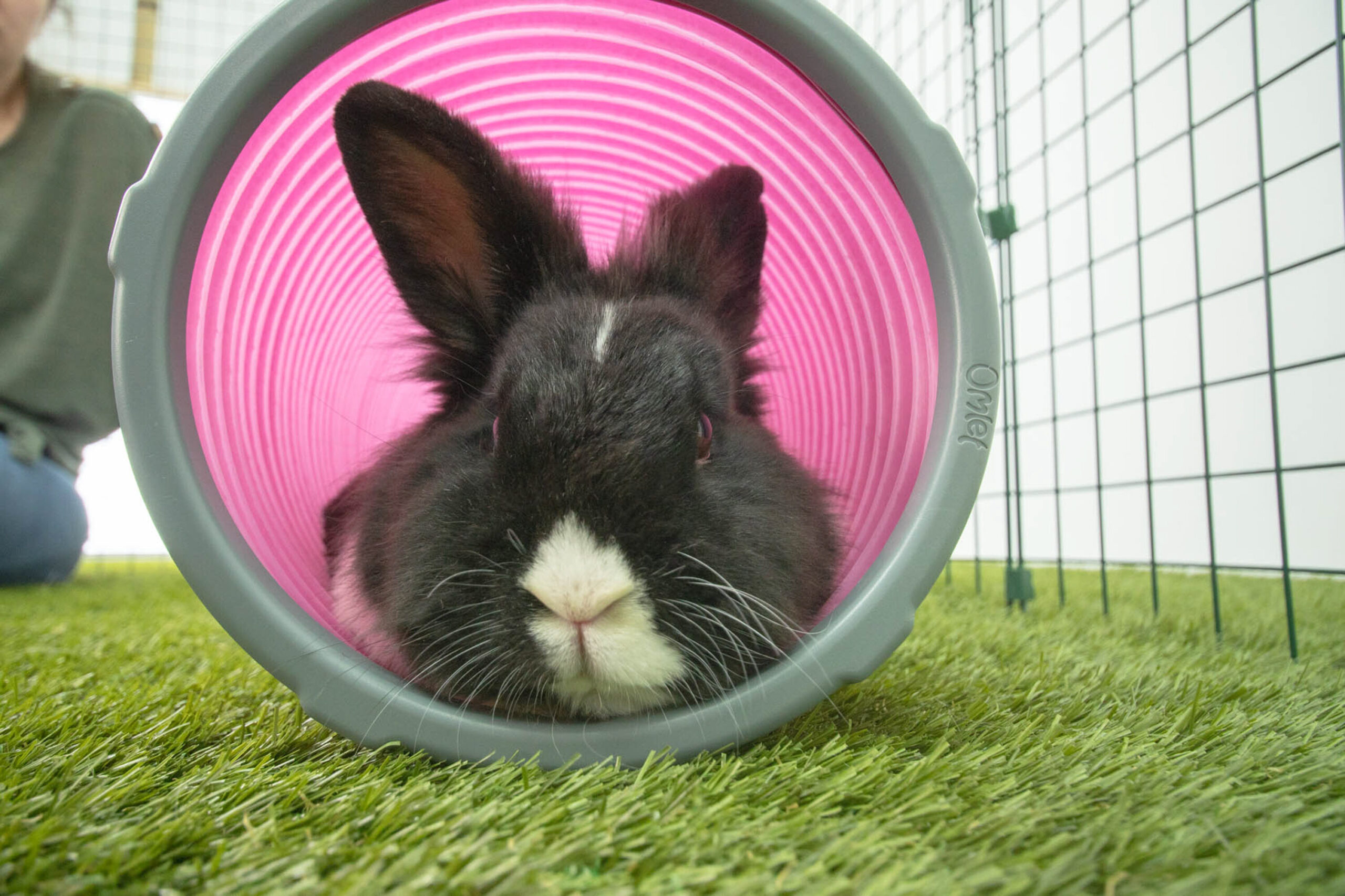 Why Do Rabbits Have Whiskers? - Omlet Blog US