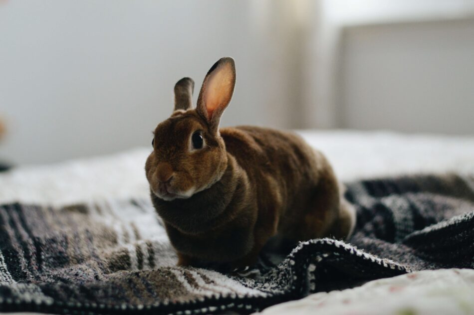 Bringing your rabbit indoors - house rabbit on bed