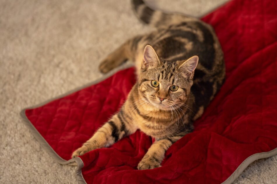 Cat lying on Omlet Super Soft Cat Blanket Poinsettia Red and Cream in cold weather