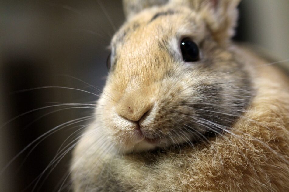 Close up of rabbit whiskers