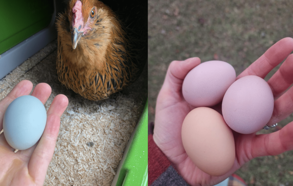 Collage of chicken keepers holding different coloured eggs