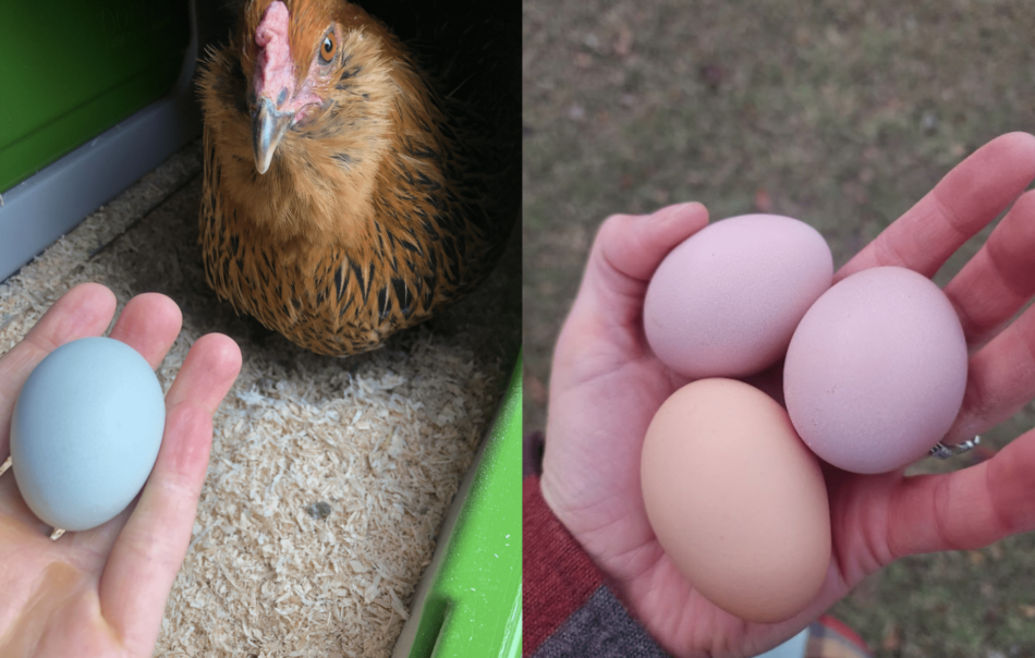 What our pullet egg looked like, then a double yolker from our