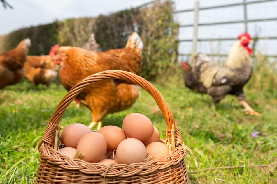 Free ranging chickens in the garden with basket of freshly laid eggs