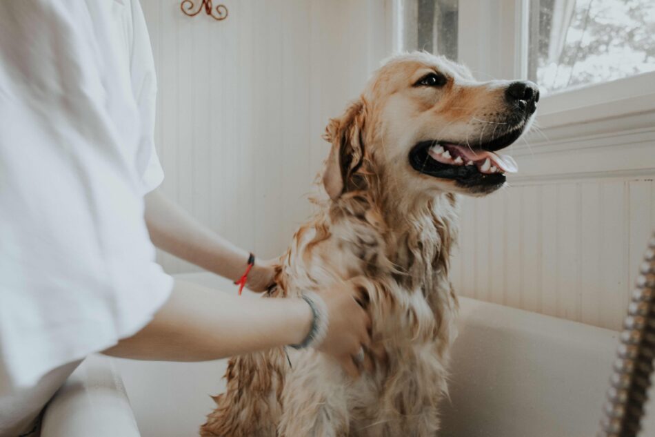 Vachtverzorging van golden retriever in bad