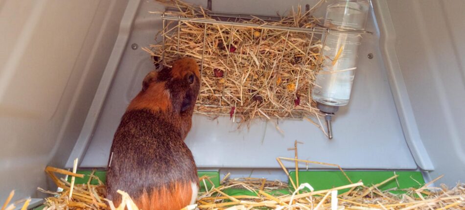 Guinea pig eating hay in their Omlet Eglu Go Guinea Pig Hutch