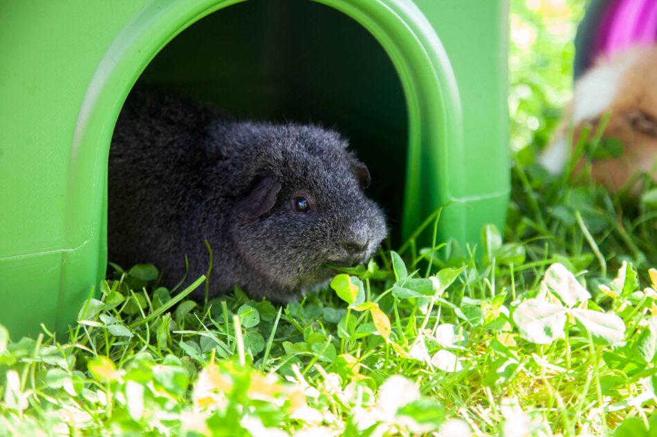 Guinea pig looking out of Omlet Zippi Shelter in green