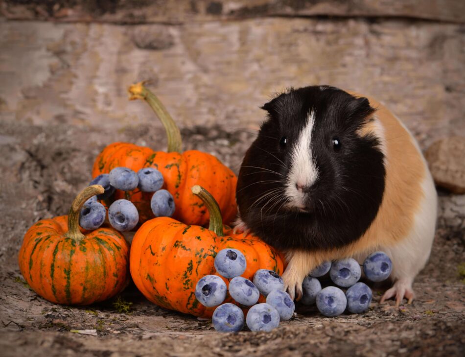 Guinea pig sat with mini pumpkins and blueberries at Thanksgiving