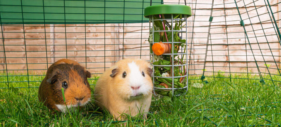 Guinea pigs in front of Omlet Guinea Pig Caddi Treat Holder