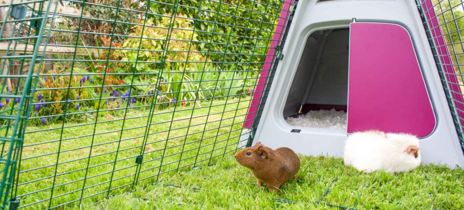 Guinea pig kicking outlet bedding out of cage