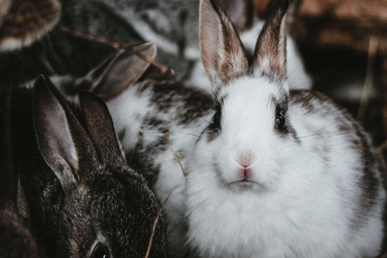 How to Prepare Your Rabbit for Extreme Winter Weather Omlet Blog US