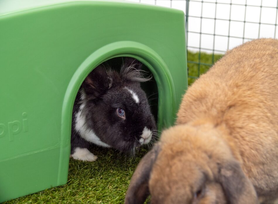 Rabbits sheltering in Omlet Zippi Shelter green
