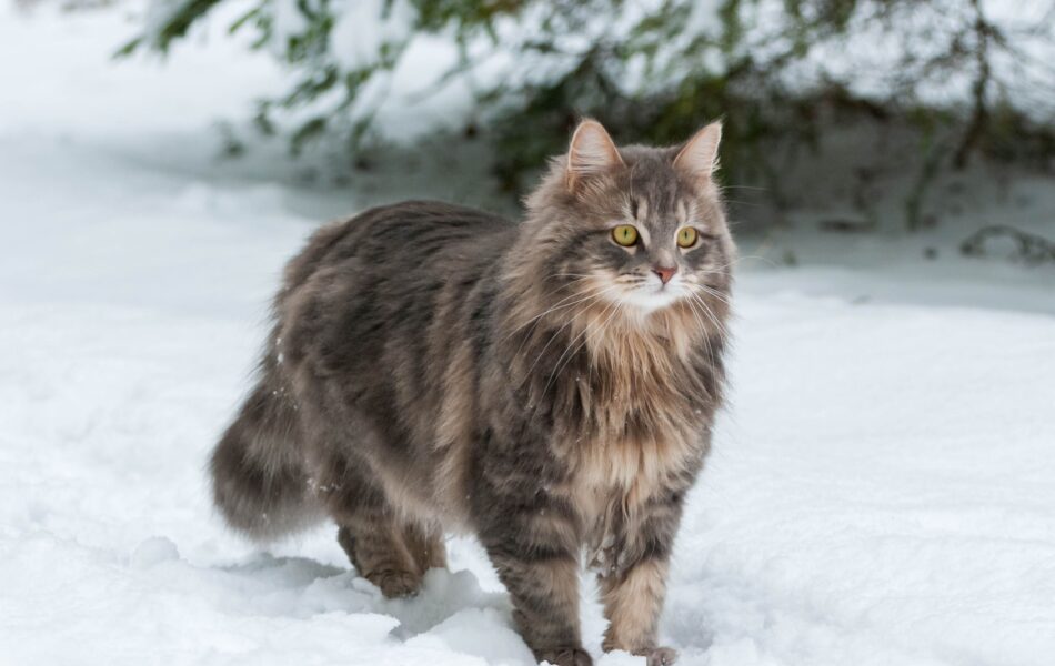 Siberische kat loopt buiten in de sneeuw