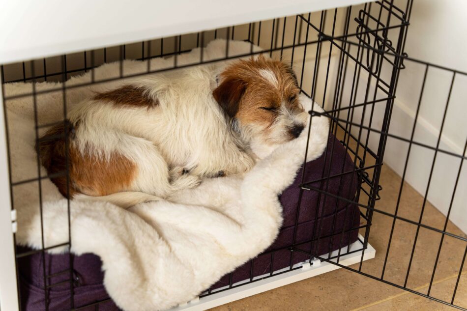 https://blog.omlet.us/wp-content/uploads/sites/6/2022/11/Terrier-asleep-on-Omlet-Super-Soft-Dog-Blanket-in-Omlet-Fido-Studio-Dog-Crate-950x633.jpg