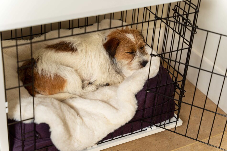 Terrier dog asleep in Omlet Fido Studio Dog Crate with Omlet Sheepskin Dog Blanket