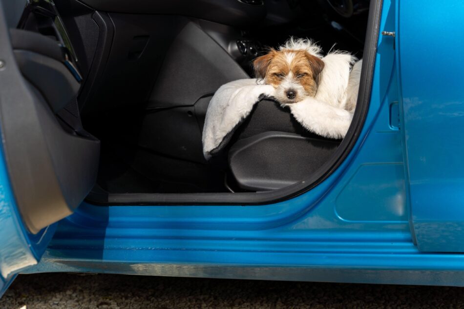 Terrier dog asleep in the car on Omlet Sheepskin Dog Blanket