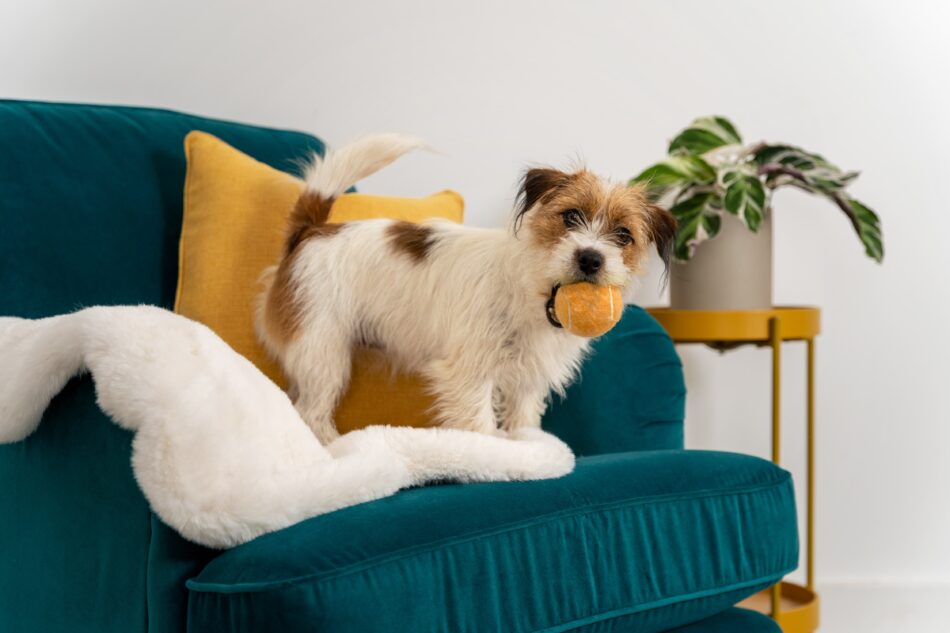 Terrier dog on sofa stood on Omlet Sheepskin Dog Blanket