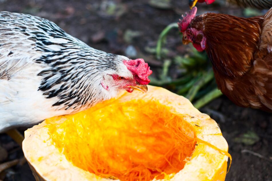 Two chickens eating a pumpkin during Thanksgiving