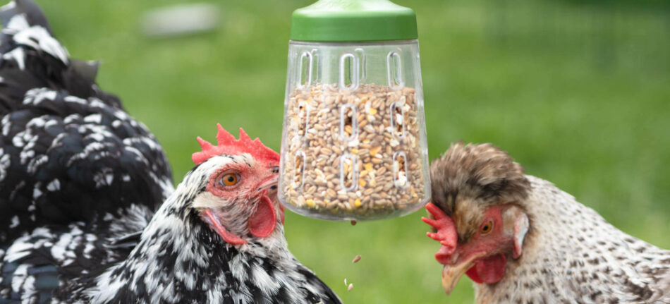 Two chickens eating snacks from the Omlet Chicken Peck Toy