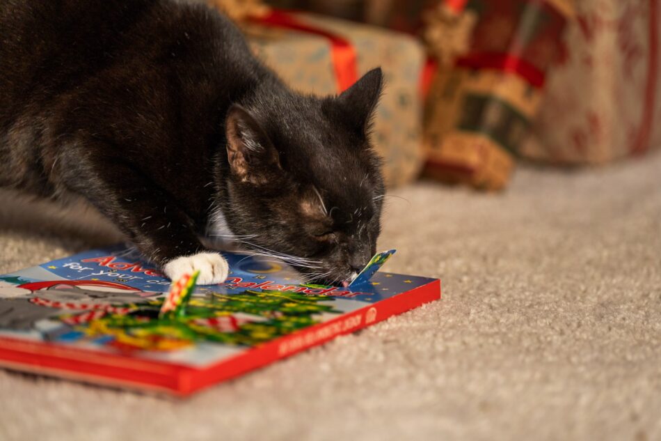 Zwart-witte kat eet uit luikje van adventskalender voor katten