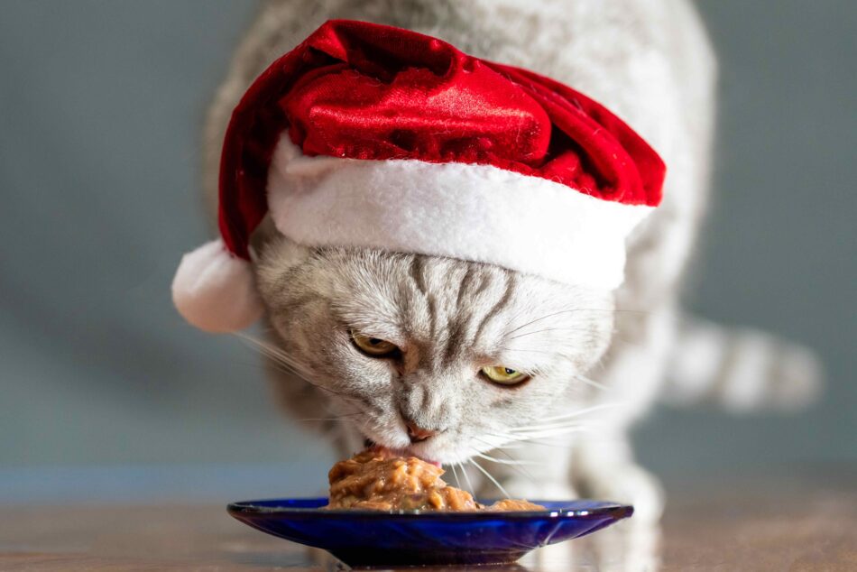 Kat met kerstmuts eet voer