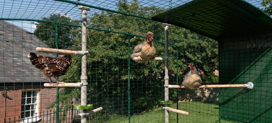 Chickens using Omlet Chicken PoleTree in Walk in Chicken Run