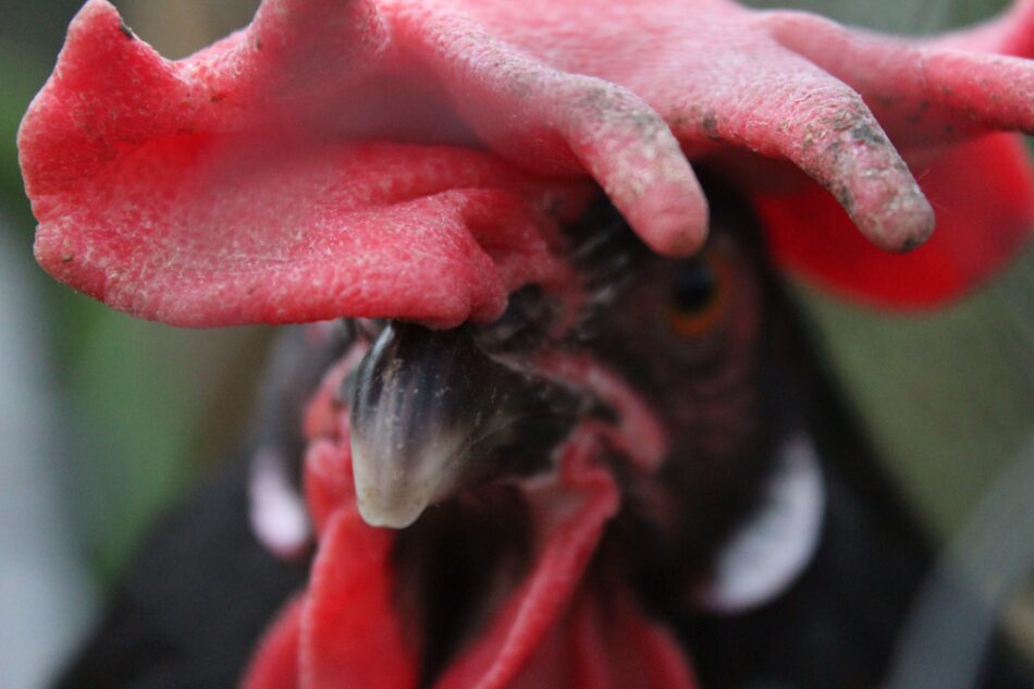 Close up of chicken with red comb and wattles