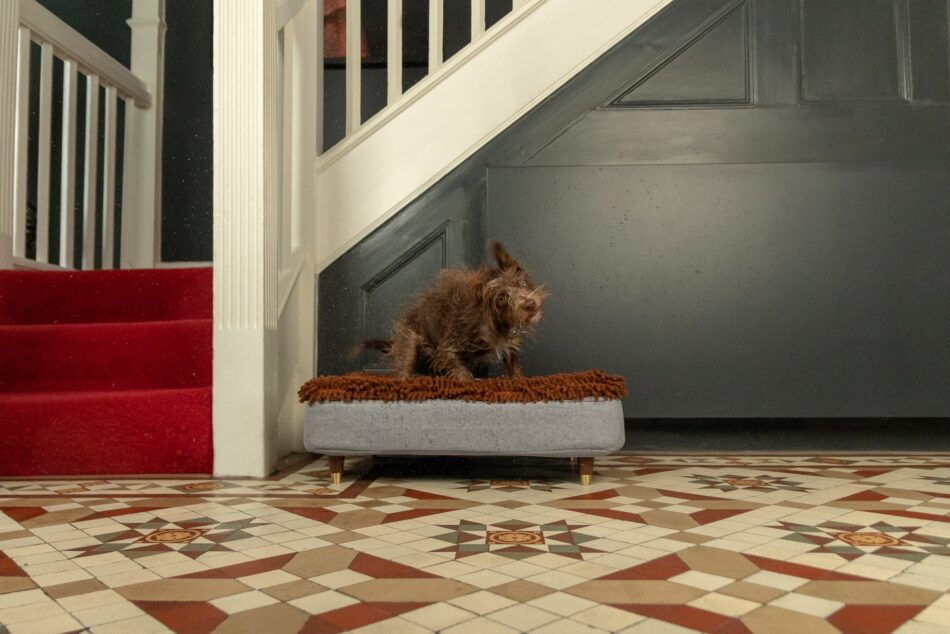 Dog coming inside shaking off - stood on Omlet Topology Dog Bed