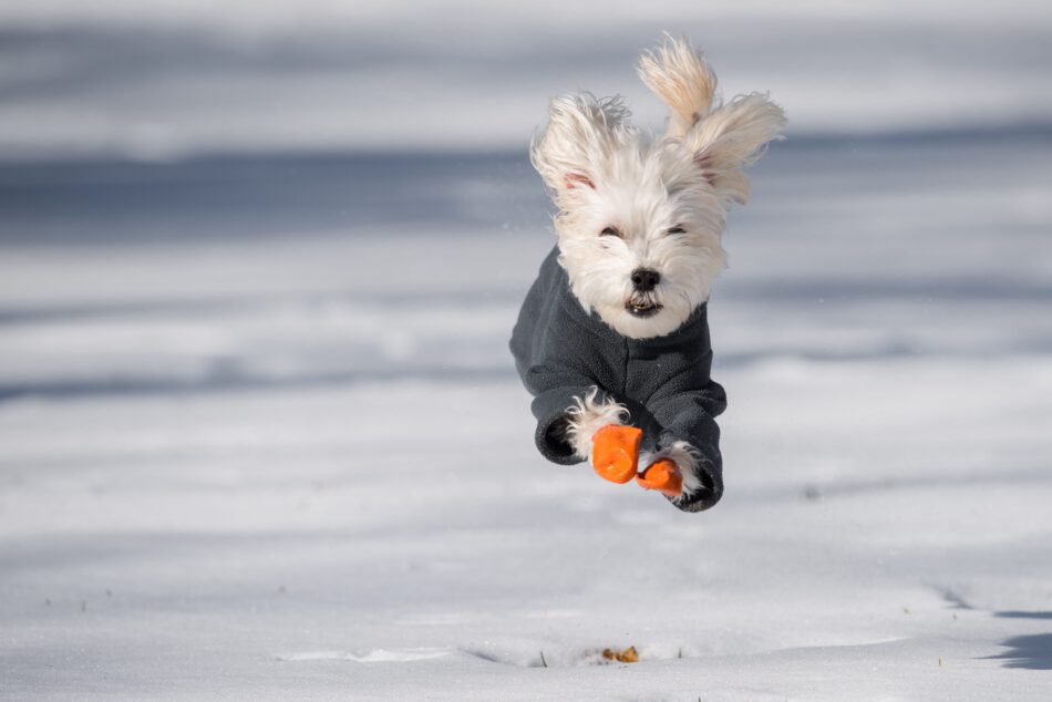 Hond met sneeuwschoentjes rennend in de sneeuw
