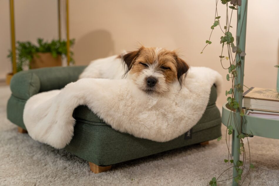 Terrier slapend op Omlet Bolster hondenmand met luxe Omlet hondendeken van kunstschapenvacht