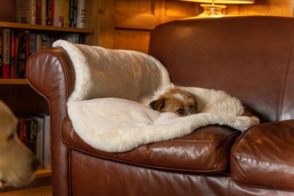 Terrier slapend op Omlet luxe hondendeken van kunstschapenvacht op bank