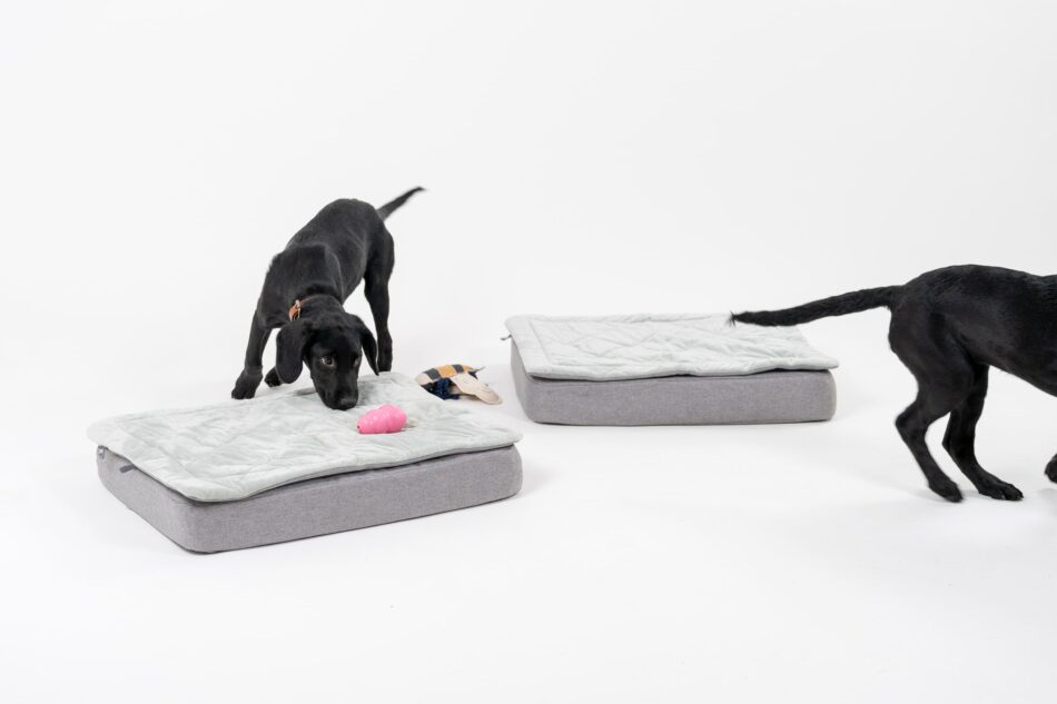 How to Create a Doggy Obstacle Course - Omlet Blog US