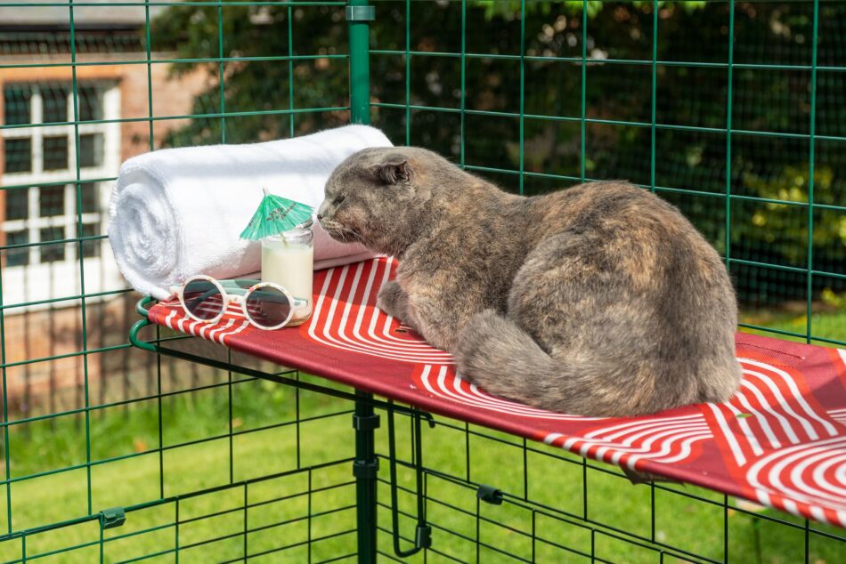 Cat on Omlet cat shelves with a glass of milk